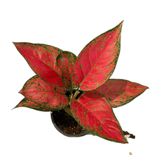 Load image into Gallery viewer, Aglaonema red anjamani
