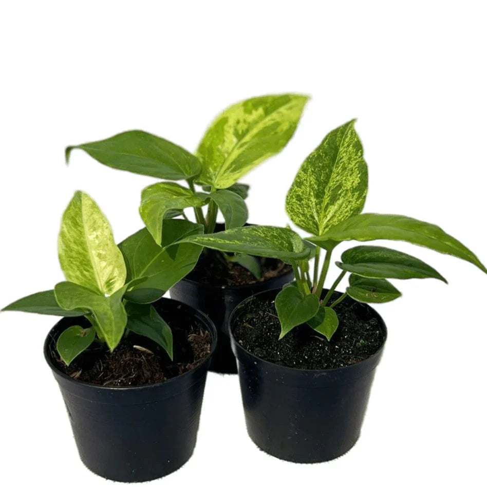 anthurium seedlings Anthurium foliage complex variegated (seedling) – Thai Exotic Greenery