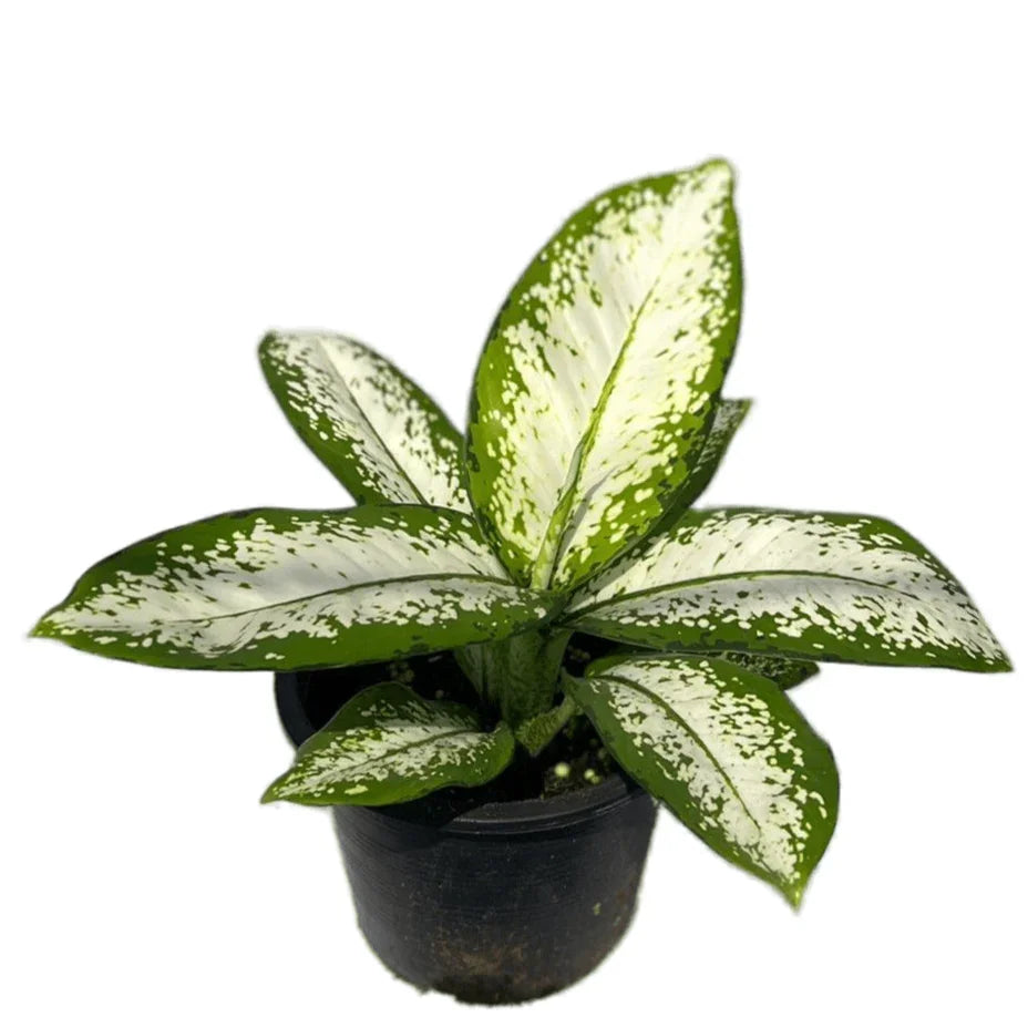 dieffenbachia milky way Dieffenbachia delilah