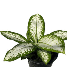 Load image into Gallery viewer, Dieffenbachia delilah