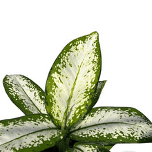 Load image into Gallery viewer, Dieffenbachia delilah