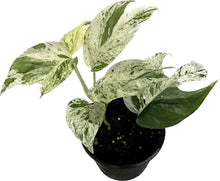 Load image into Gallery viewer, Epipremnum pinnatum marble variegated