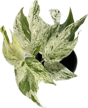 Load image into Gallery viewer, Epipremnum pinnatum marble variegated