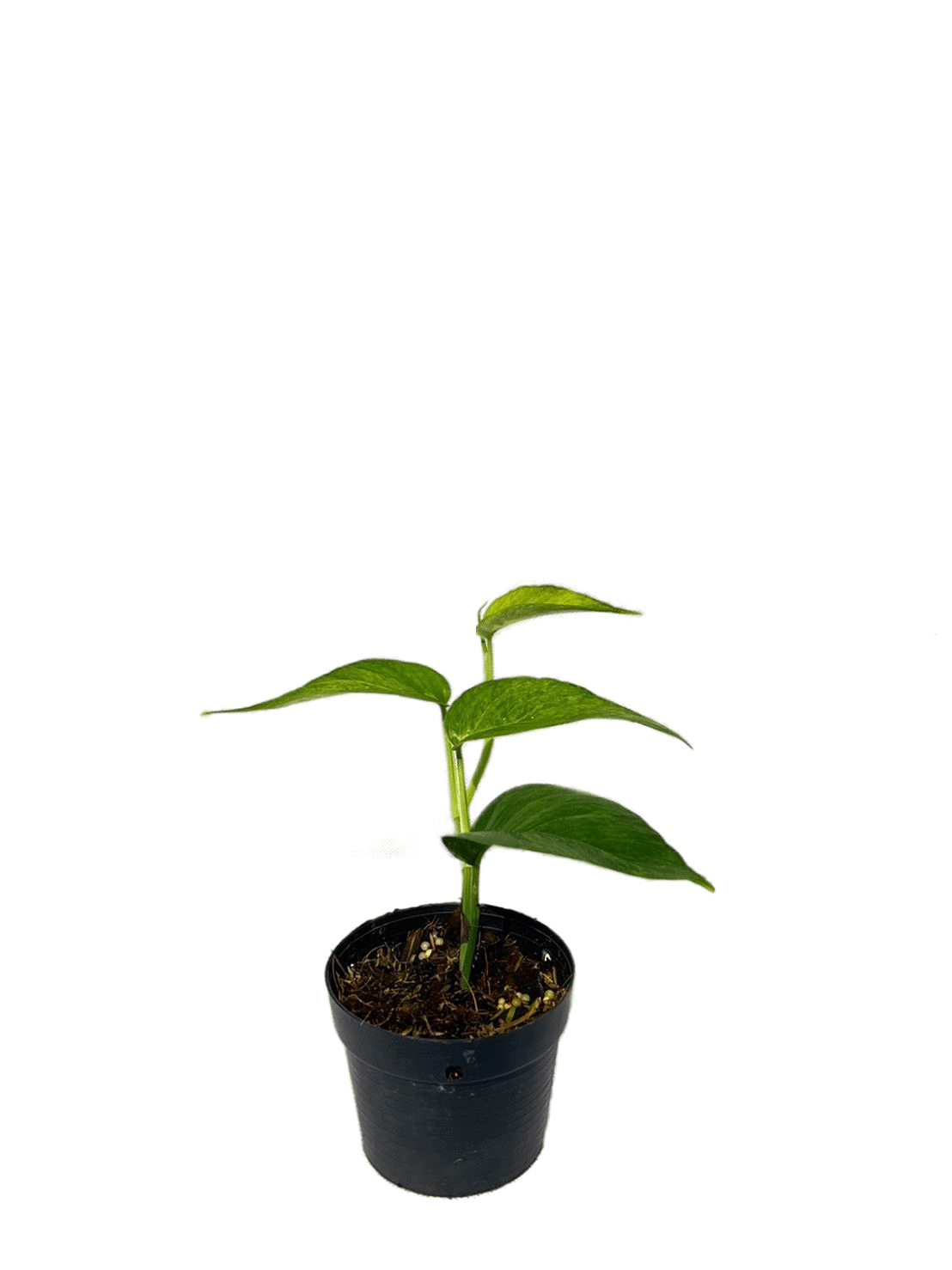 Epipremnum pinnatum mint - Singelblomman