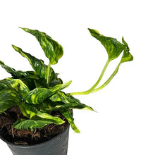 Load image into Gallery viewer, Epipremnum Shangri La Variegated with curled yellow-green marbled leaves in a black nursery pot.