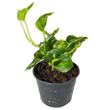 Load image into Gallery viewer, Epipremnum Shangri La Variegated with curled yellow-green marbled leaves in a black nursery pot.