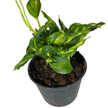 Load image into Gallery viewer, Epipremnum Shangri La Variegated with curled yellow-green marbled leaves in a black nursery pot.