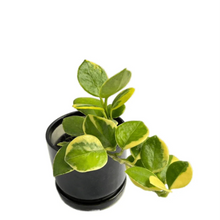 Load image into Gallery viewer, Hoya australis albomarginata with round green leaves and creamy yellow-white variegation in a pot.