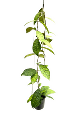 Load image into Gallery viewer, Hoya callistophylla with thick elongated leaves and bold green venation.