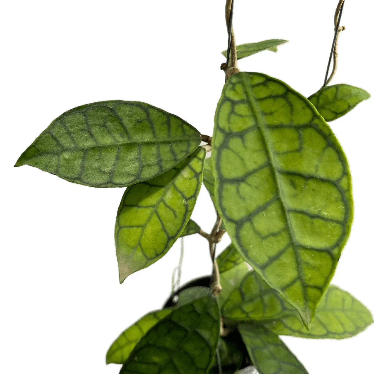 Hoya callistophylla - TEG | Rare Climbing Plant with Bold Venation Hoya callistophylla - TEG | Rare Climbing Plant with Bold Venation