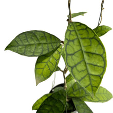 Load image into Gallery viewer, Hoya callistophylla with thick elongated leaves and bold green venation.