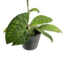 Load image into Gallery viewer, Hoya callistophylla with thick elongated leaves and bold green venation.
