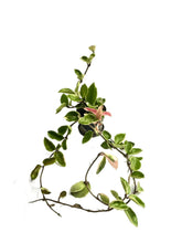 Load image into Gallery viewer, Hoya carnosa outer albo
