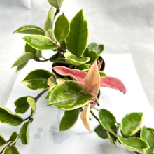Load image into Gallery viewer, Hoya carnosa outer albo
