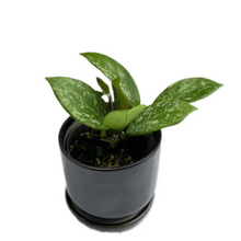 Load image into Gallery viewer, Hoya carnosa splash with green waxy leaves speckled in silver.