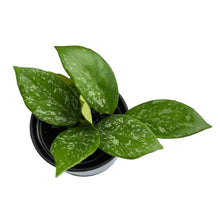 Load image into Gallery viewer, Hoya carnosa splash with green waxy leaves speckled in silver.