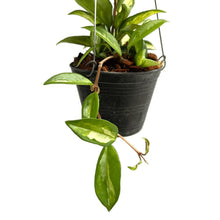 Load image into Gallery viewer, Hoya carnosa inner variegated