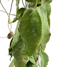 Load image into Gallery viewer, Hoya caudata big leaf
