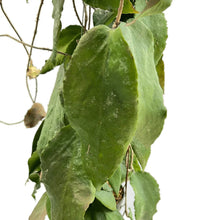 Load image into Gallery viewer, Hoya caudata big leaf