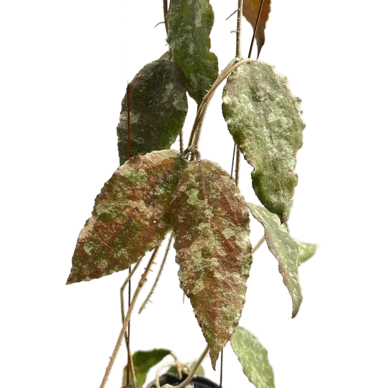 Hoya caudata silver gold – Thai Exotic Greenery