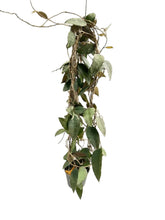 Load image into Gallery viewer, Hoya caudata sumatra