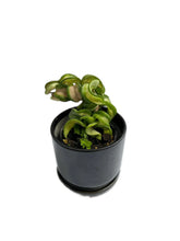 Load image into Gallery viewer, Hoya compacta variegated