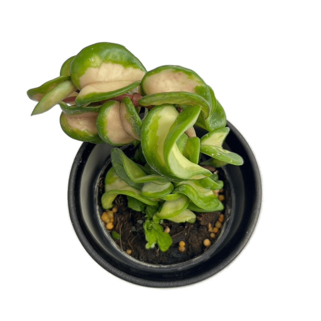 Hoya compacta variegated