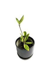 Load image into Gallery viewer, Hoya diversifolia variegated