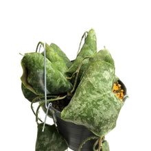 Load image into Gallery viewer, Hoya imbricata