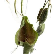 Load image into Gallery viewer, Hoya imbricata