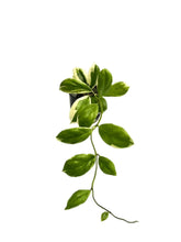 Load image into Gallery viewer, Hoya incrassata albo