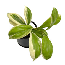 Load image into Gallery viewer, Hoya incrassata albo