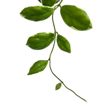 Load image into Gallery viewer, Hoya incrassata albo
