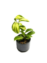 Load image into Gallery viewer, Hoya incrassata variegated