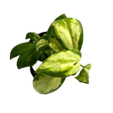 Load image into Gallery viewer, Hoya incrassata variegated