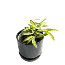 Load image into Gallery viewer, Hoya kentiana variegated with elongated green and yellow leaves in a pot.