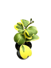 Load image into Gallery viewer, Hoya kerrii albo