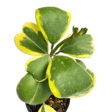 Load image into Gallery viewer, Hoya kerrii albo