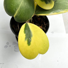 Load image into Gallery viewer, Hoya kerrii albo