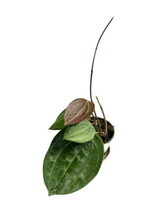 Load image into Gallery viewer, Hoya latifolia
