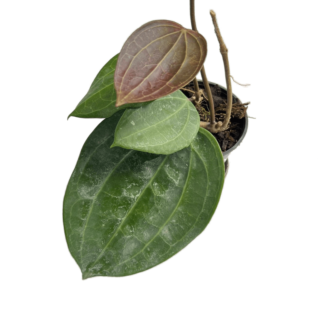Hoya latifolia