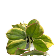 Load image into Gallery viewer, Hoya pachyclada albo