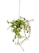 Load image into Gallery viewer, Hoya spp mali