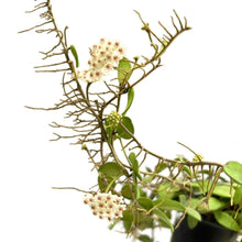 Load image into Gallery viewer, Hoya spp mali