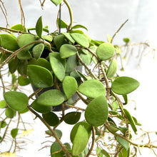 Load image into Gallery viewer, Hoya spp mali