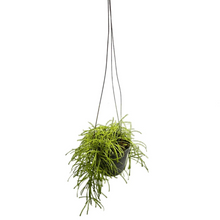 Load image into Gallery viewer, Hoya retusa with thin, grassy trailing leaves in a black hanging pot