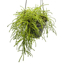 Load image into Gallery viewer, Hoya retusa with thin, grassy trailing leaves in a black hanging pot