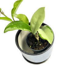 Load image into Gallery viewer, Hoya silvermoon