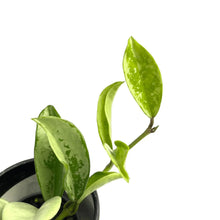 Load image into Gallery viewer, Hoya silvermoon