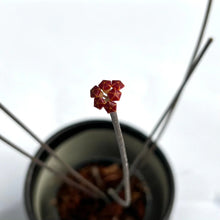 Load image into Gallery viewer, Leafless Hoya spartioides plant with slender green stems with flower in a black pot
